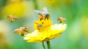 La commune de MONTIGNY LES VAUCOULEURS soutient et devient partenaire relais pour le plans d'actions pollinisateur